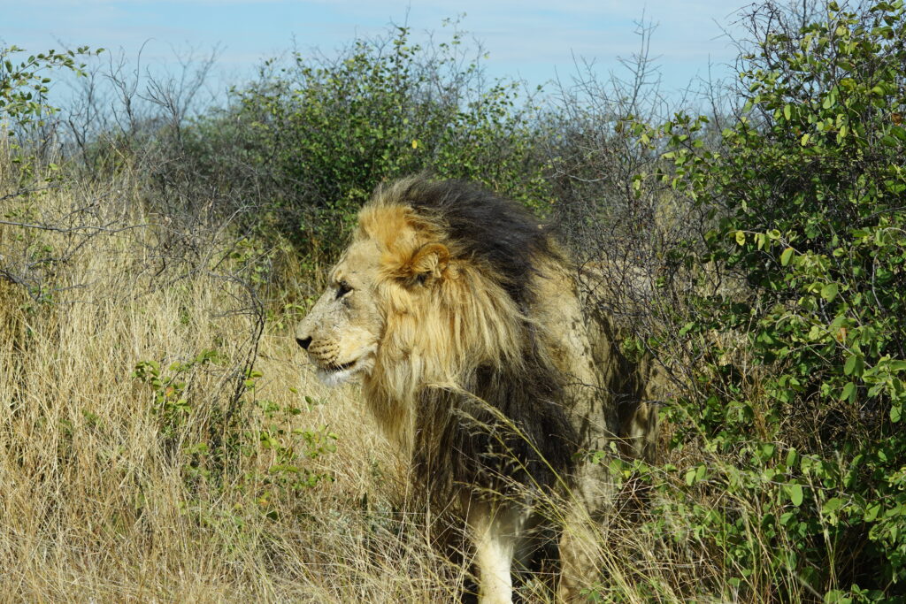 Indrukwekkende ontmoetingen met mensen en dieren in het prachtige Botswana!